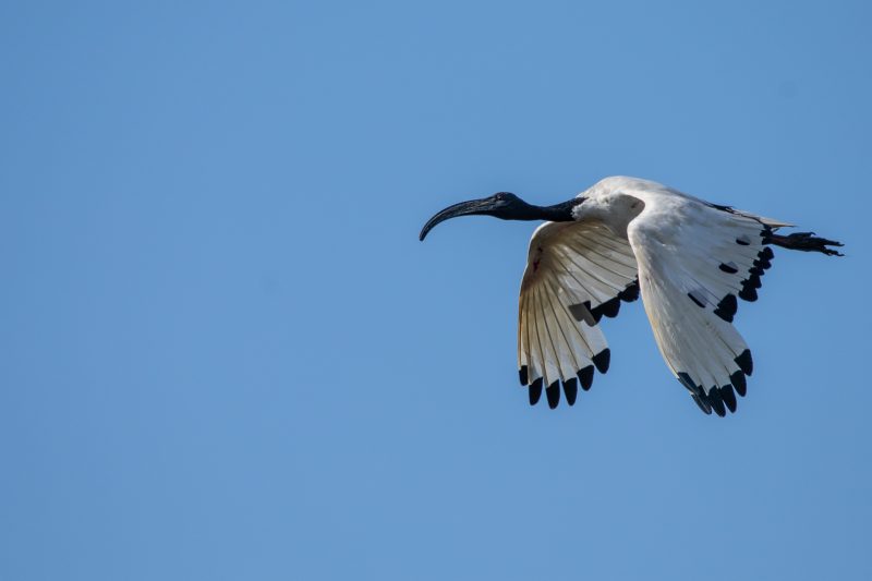 Ibis sacré